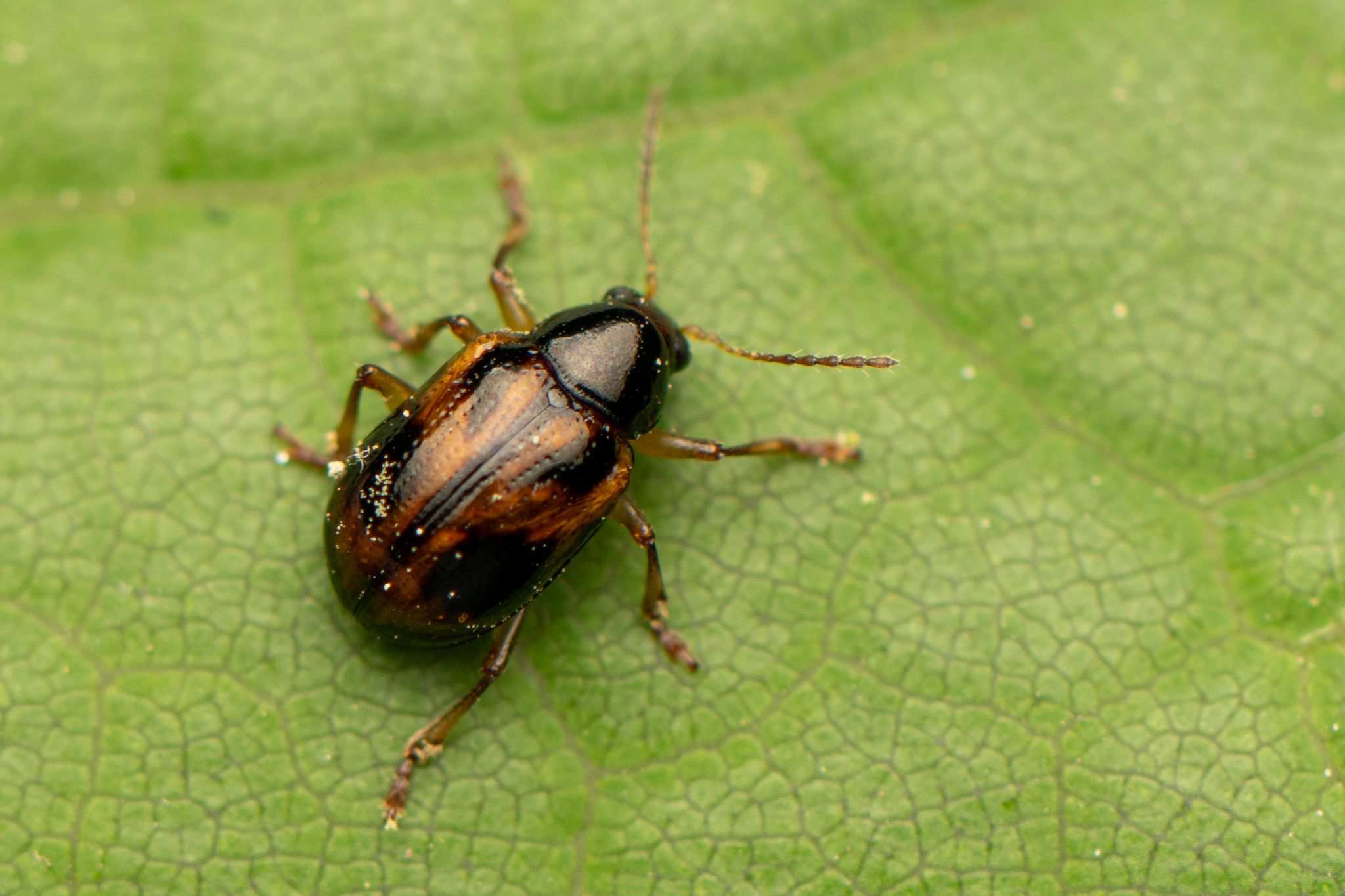 Paria fragariae