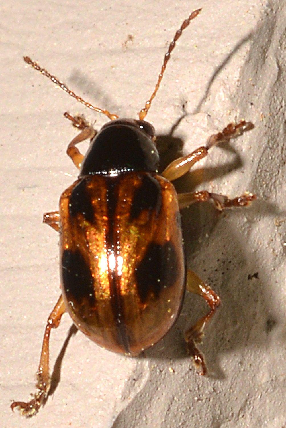 Paria fragariae