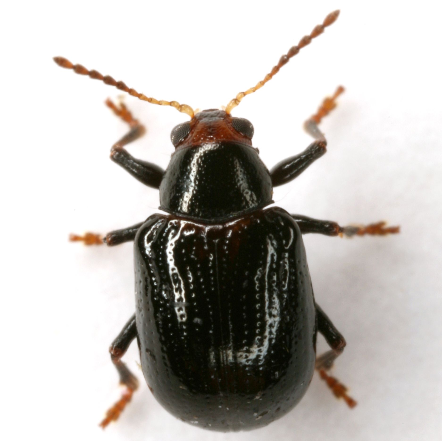Paria fragariae