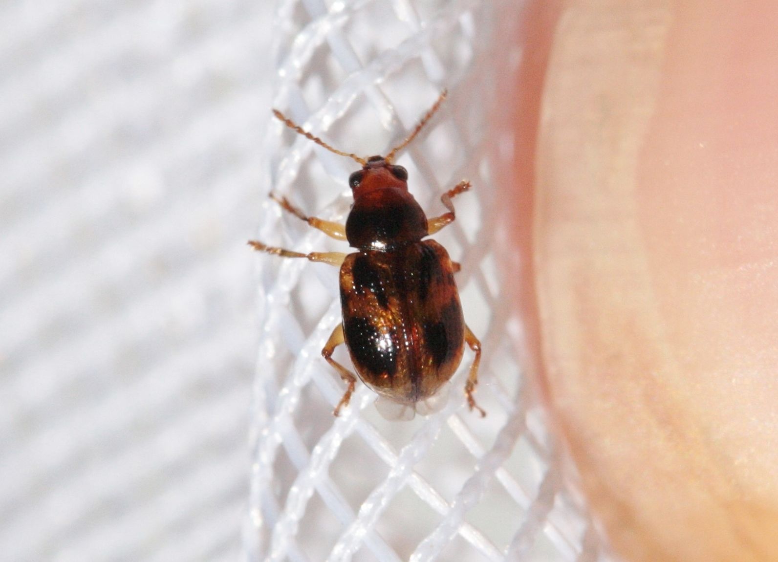 Paria fragariae