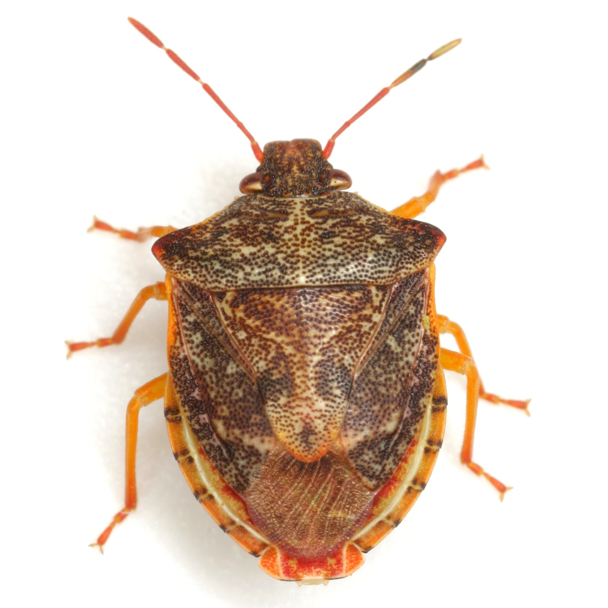 Dendrocoris