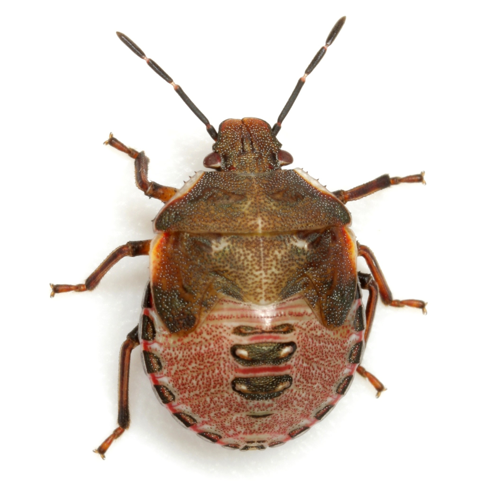 Dendrocoris