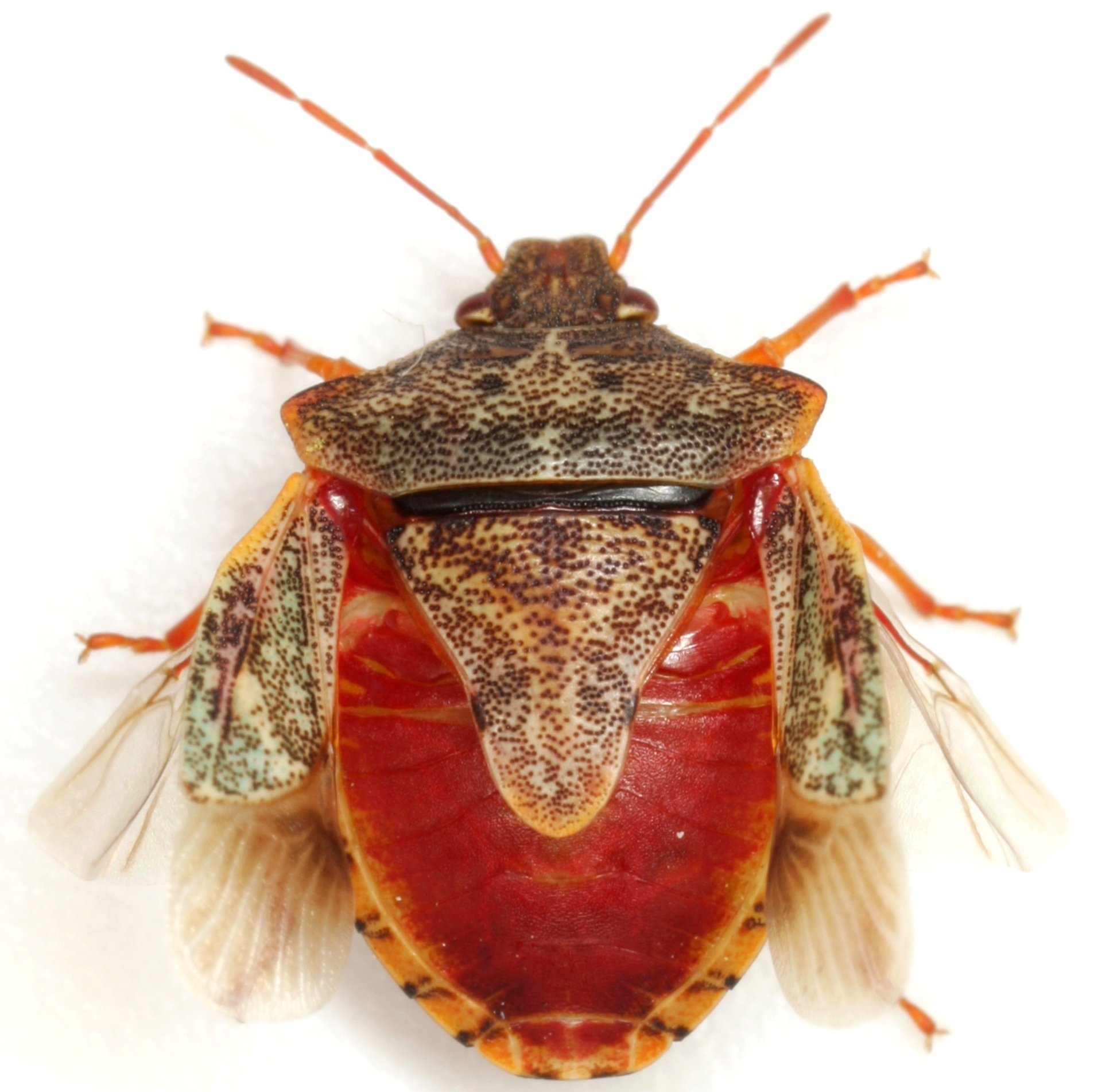 Dendrocoris