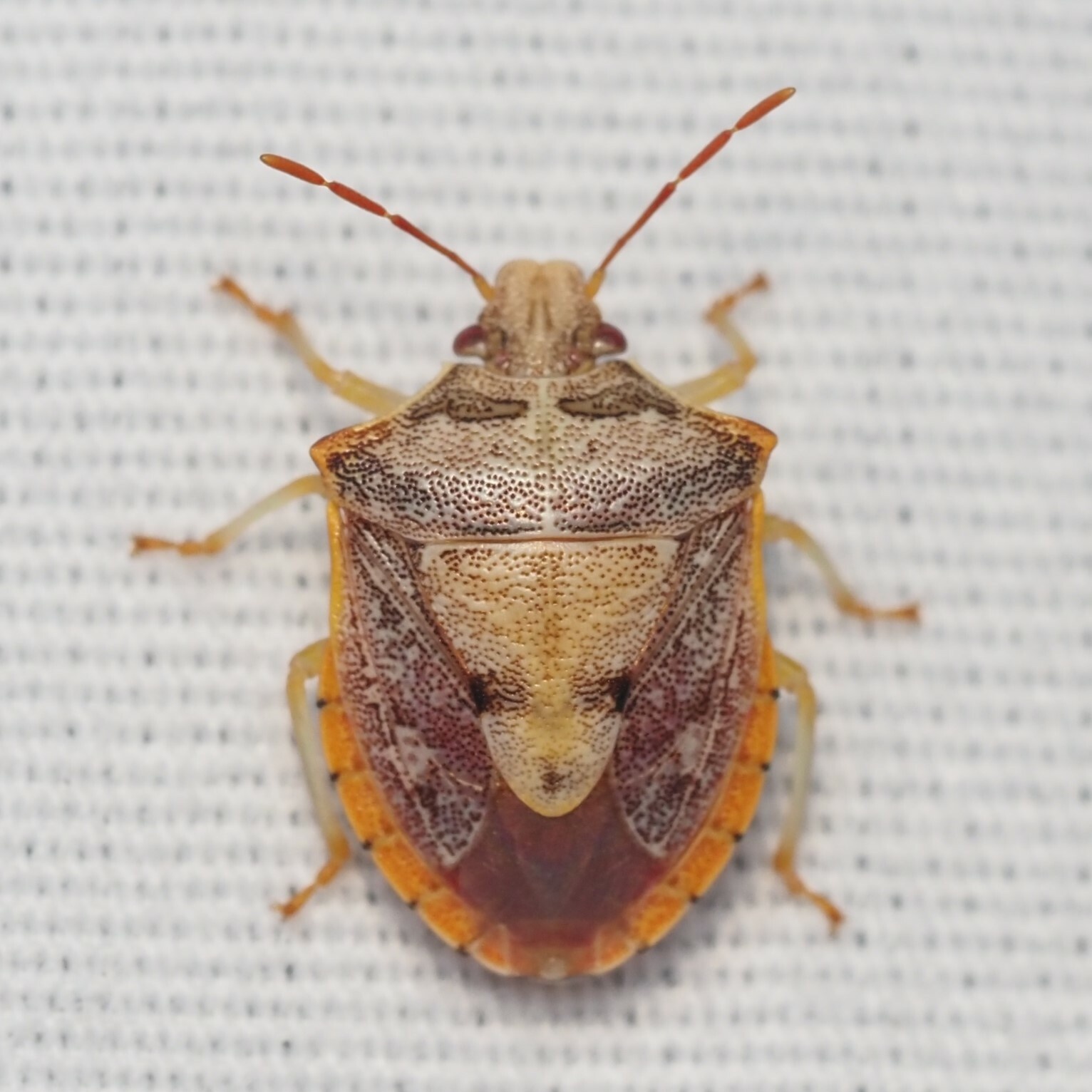 Dendrocoris