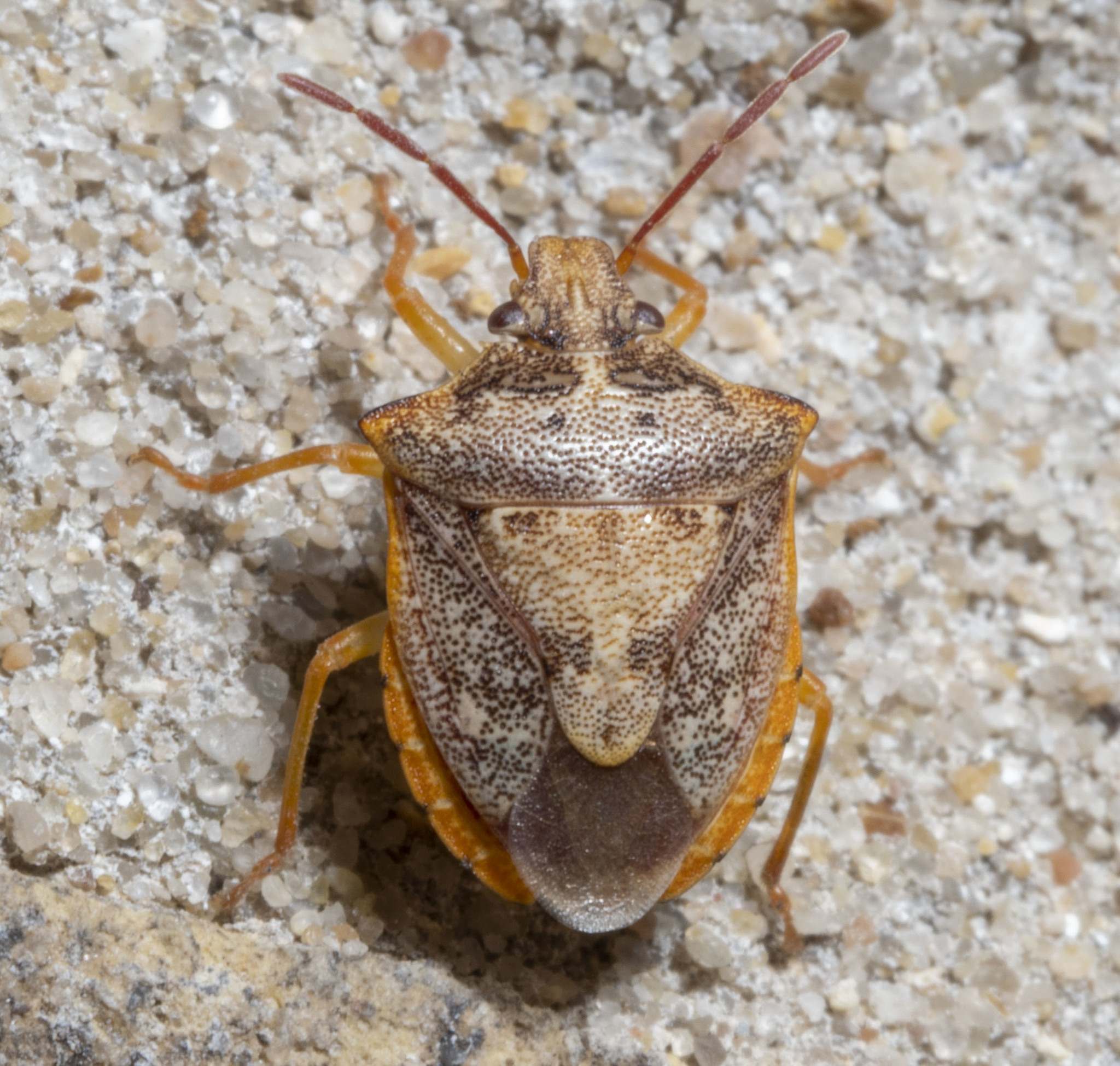 Dendrocoris