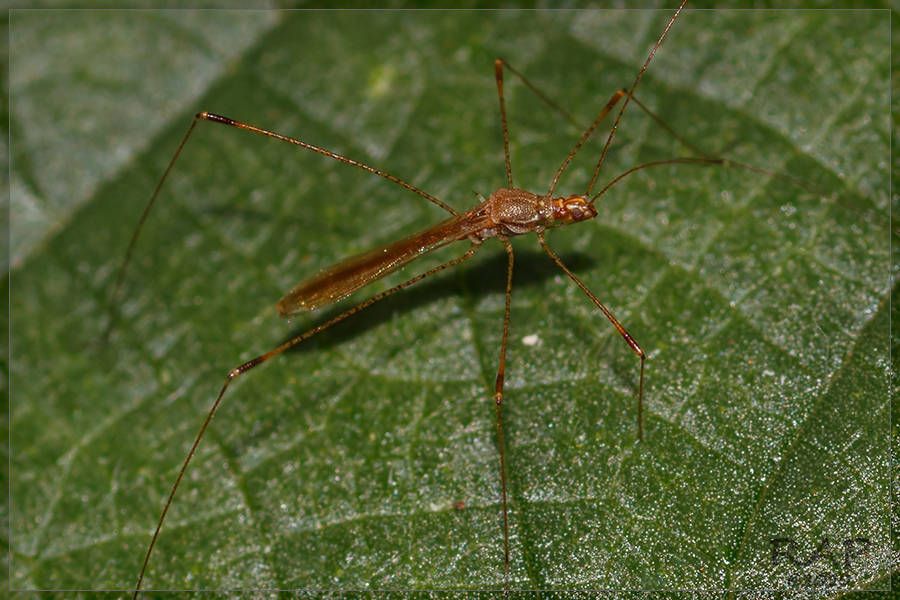 Jalysus sobrinus