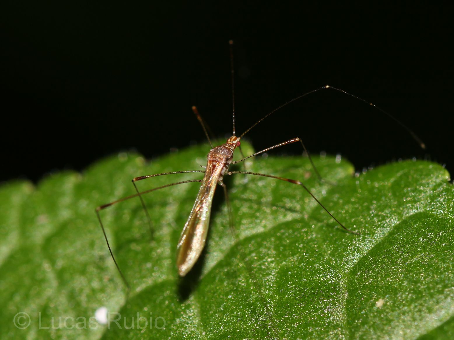 Jalysus sobrinus