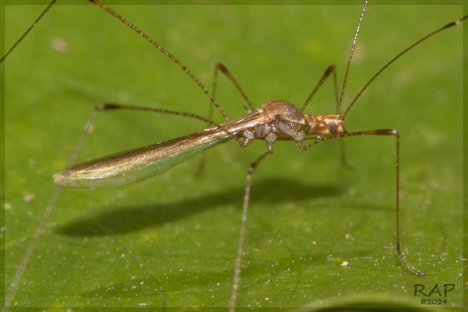 Jalysus sobrinus