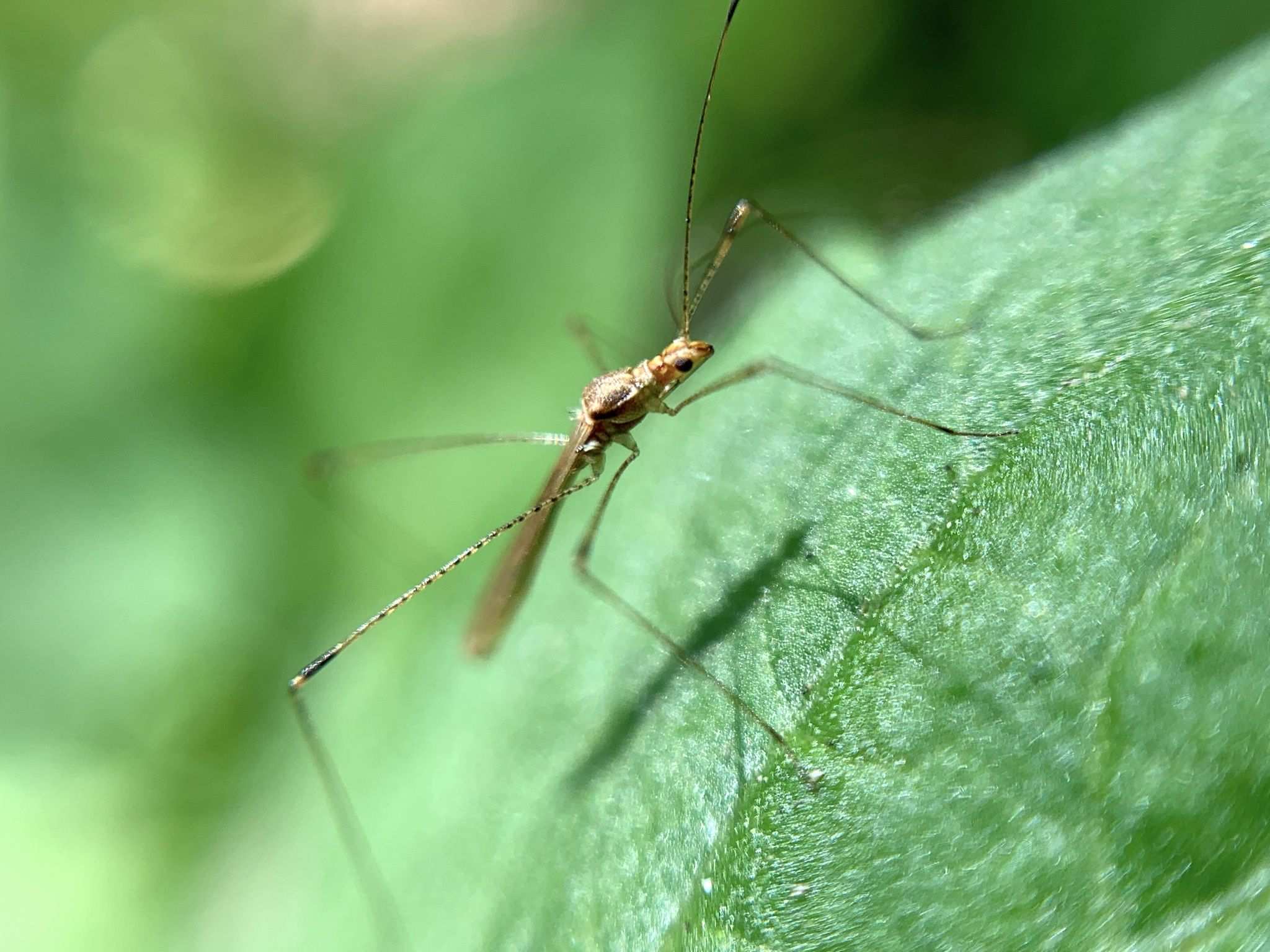 Jalysus sobrinus