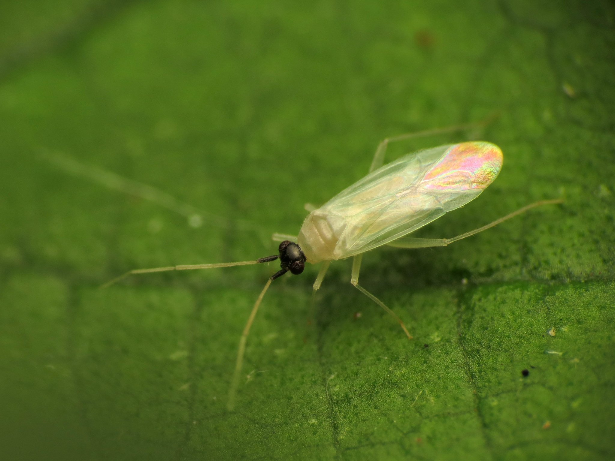 Paraproba