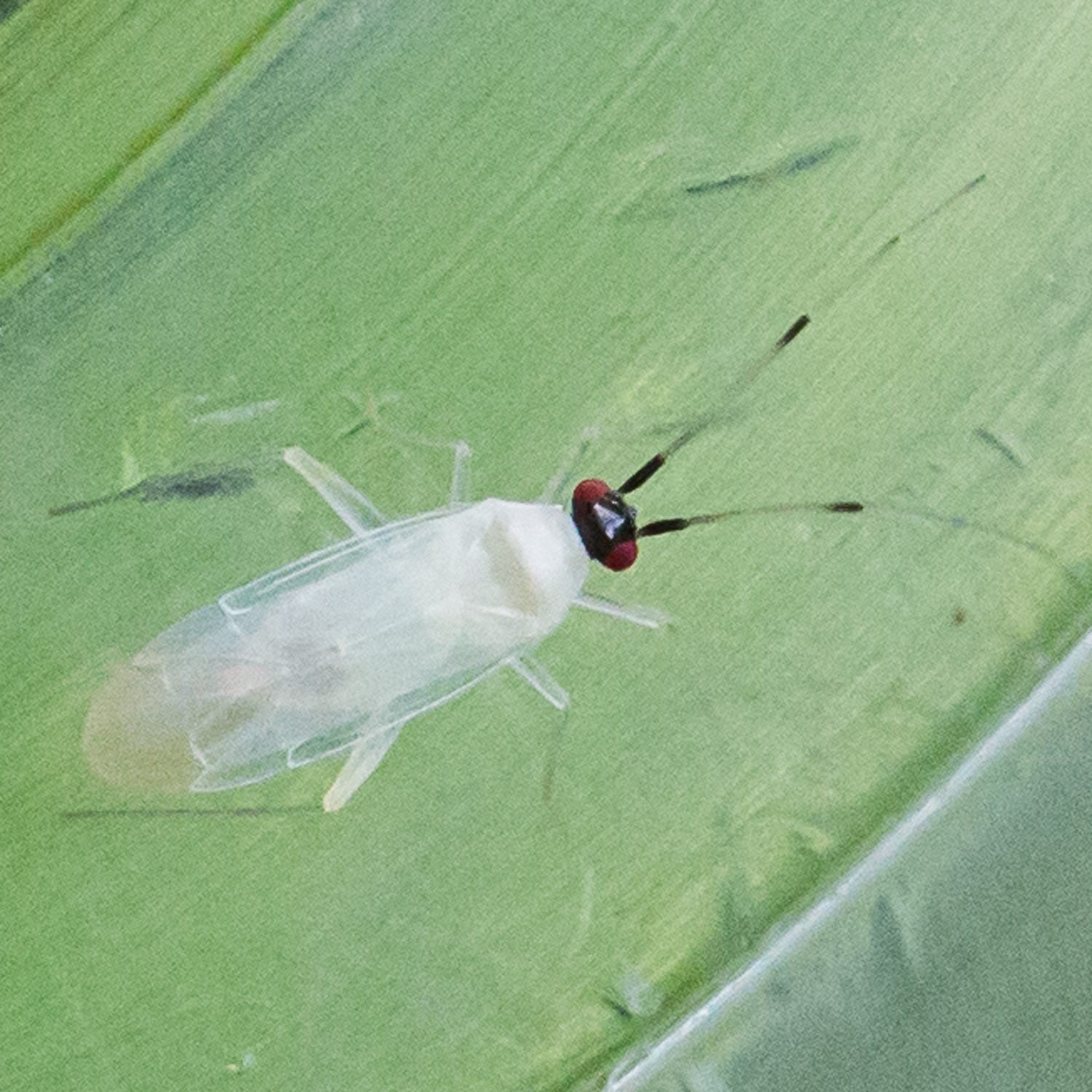 Paraproba