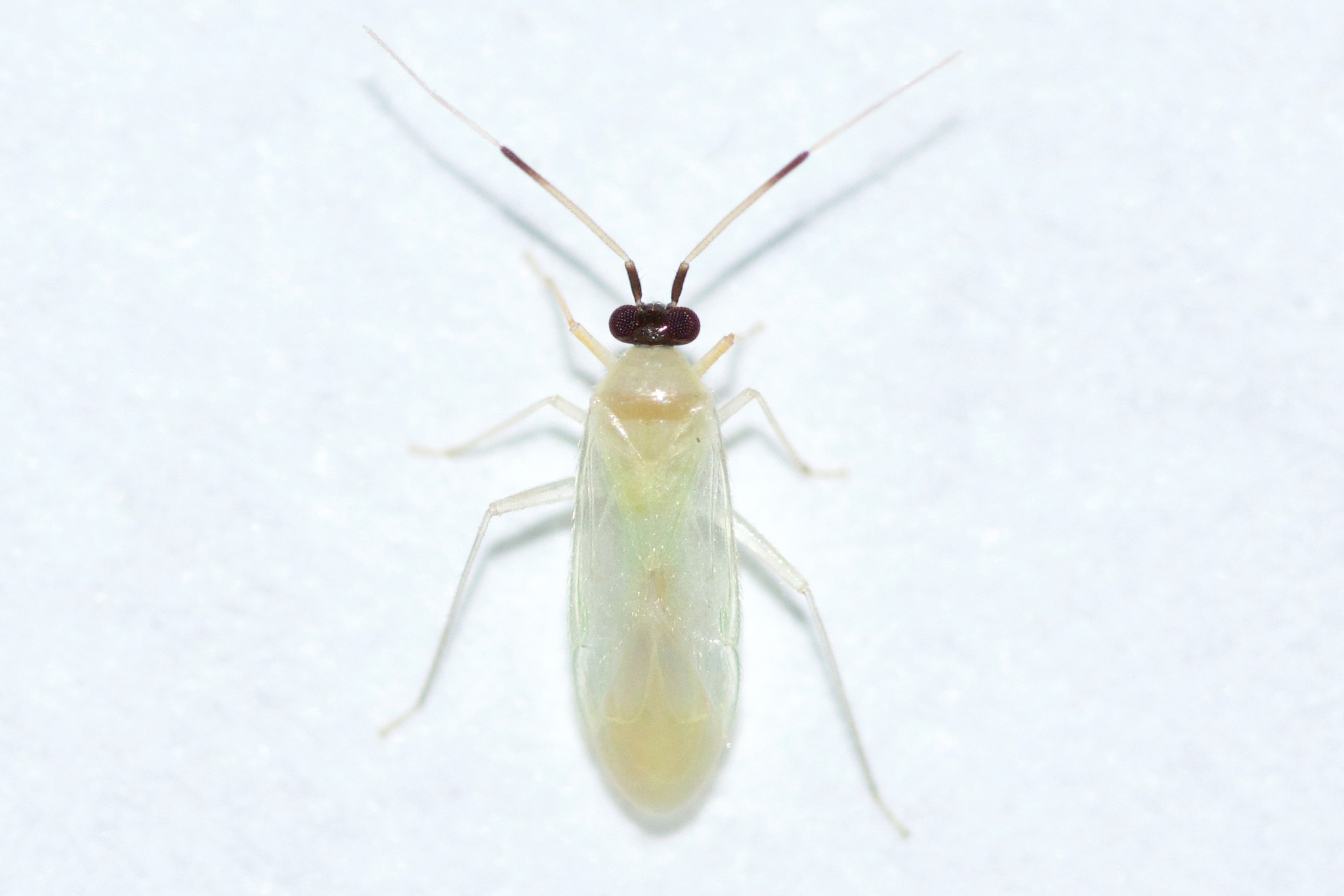 Paraproba