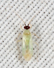Paraproba