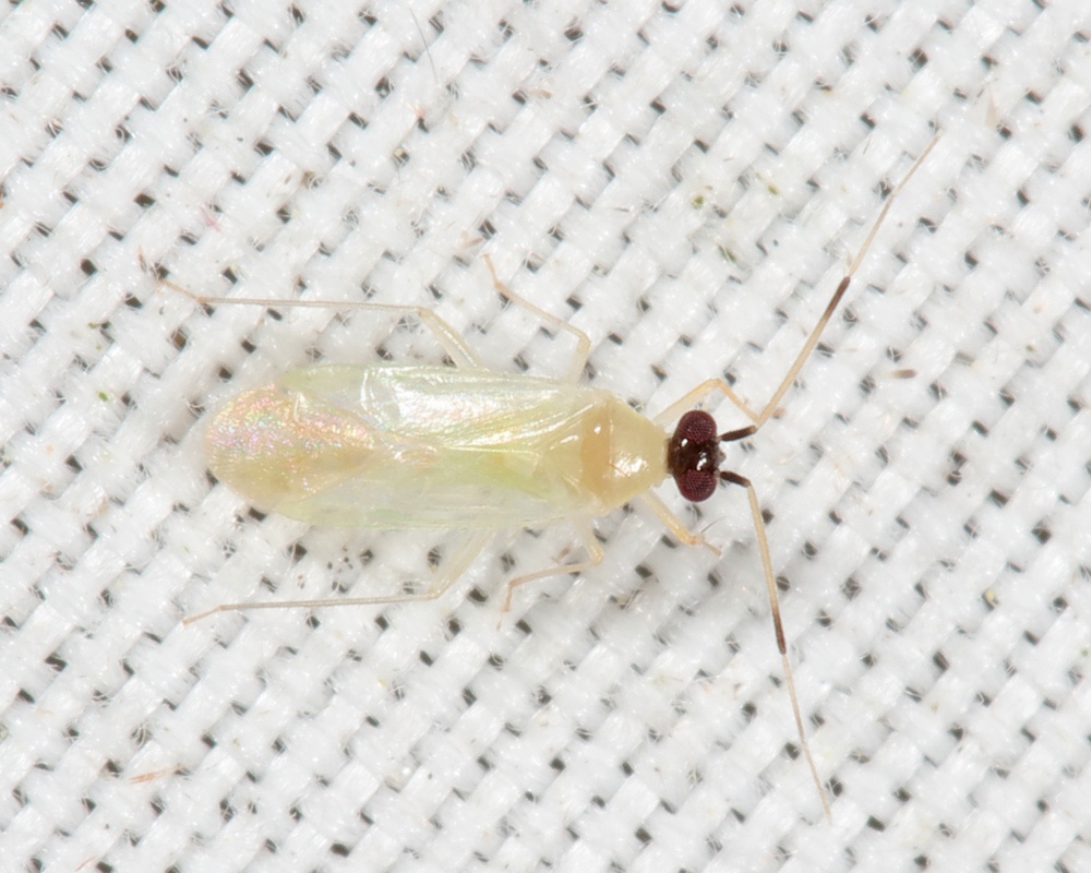 Paraproba