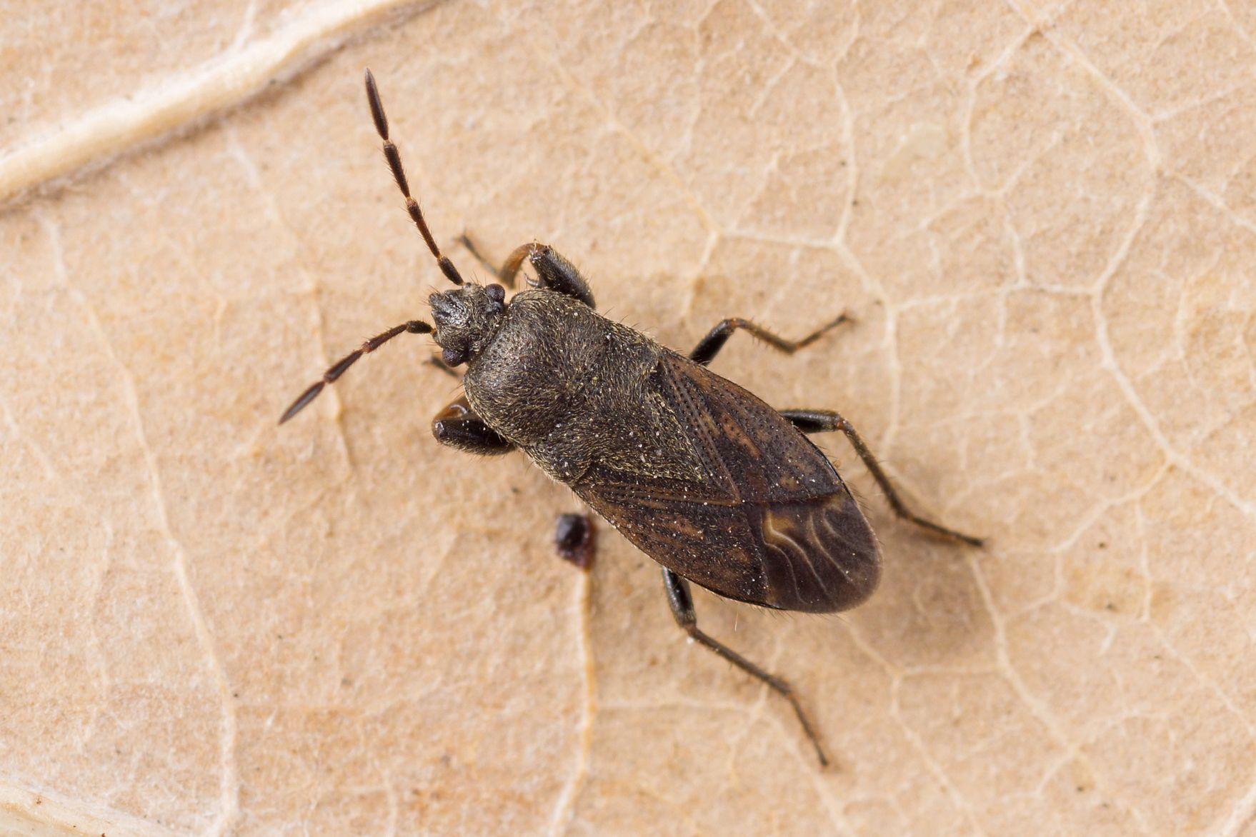Megalonotus chiragra