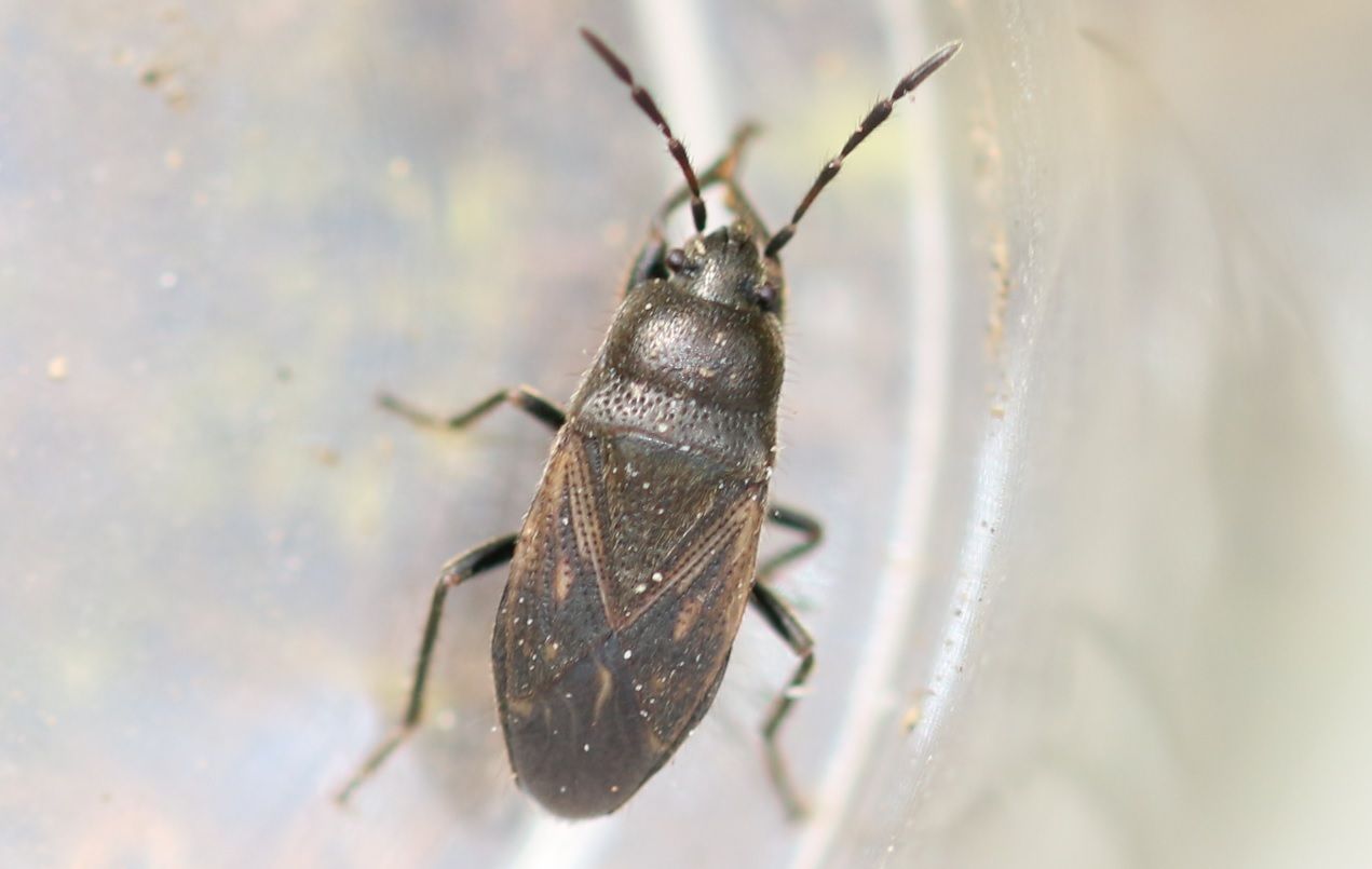 Megalonotus chiragra