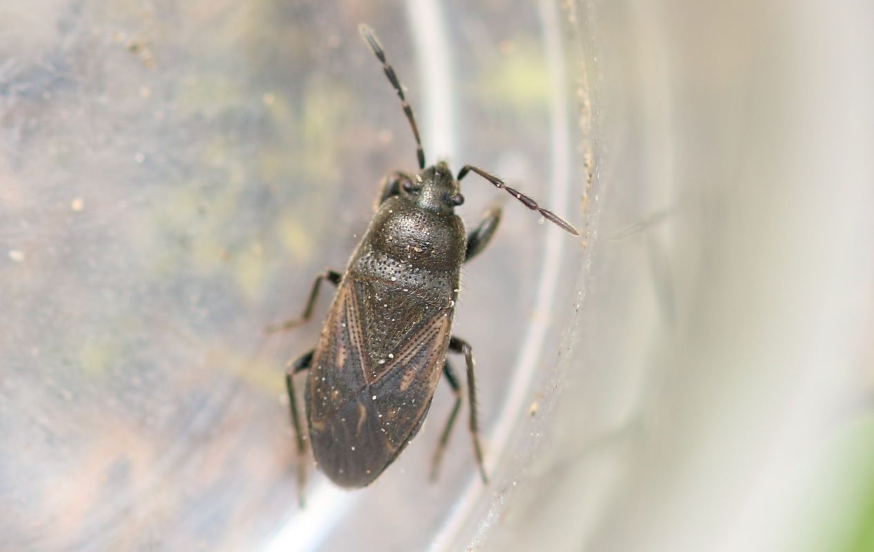 Megalonotus chiragra