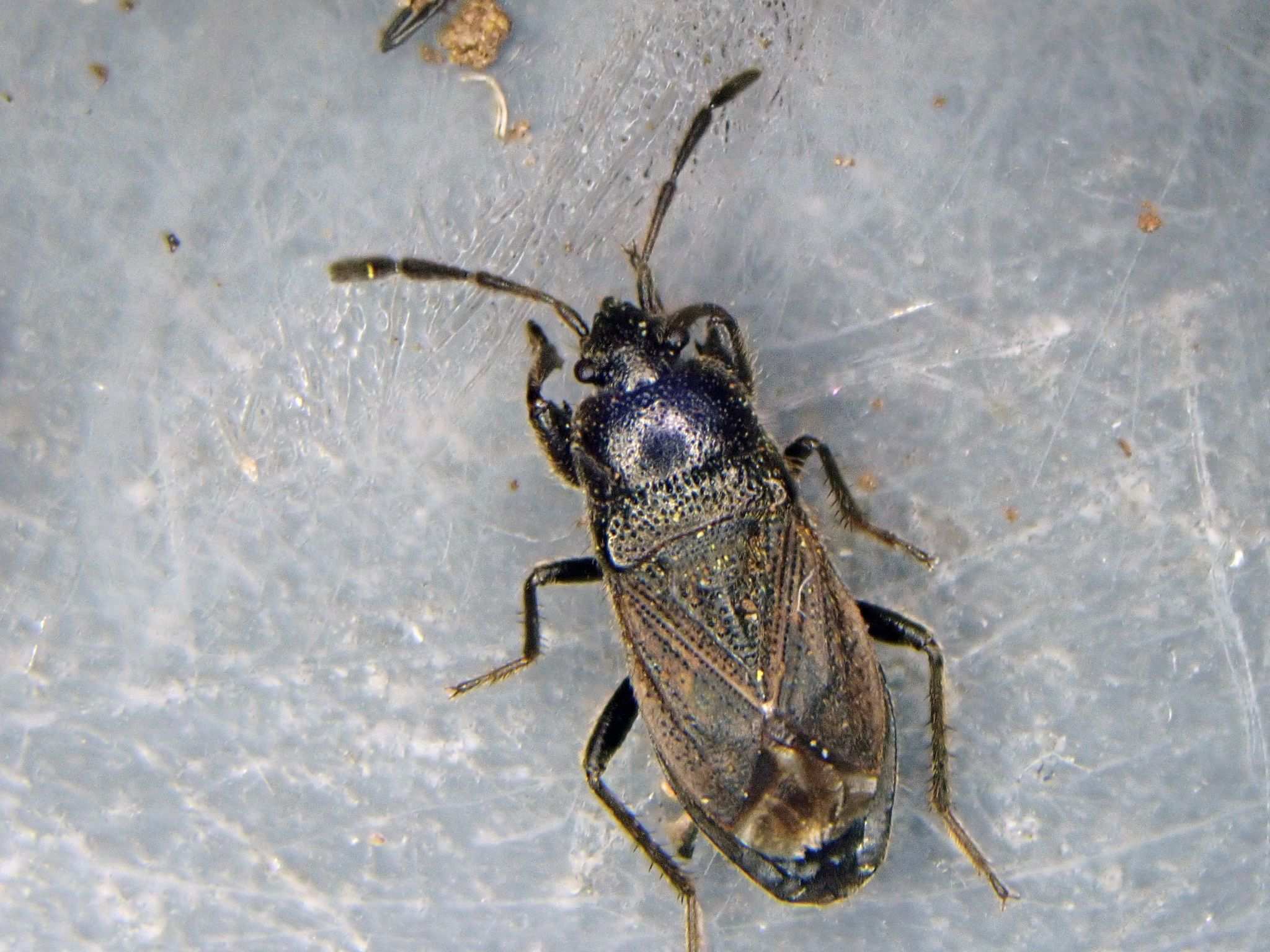 Megalonotus chiragra
