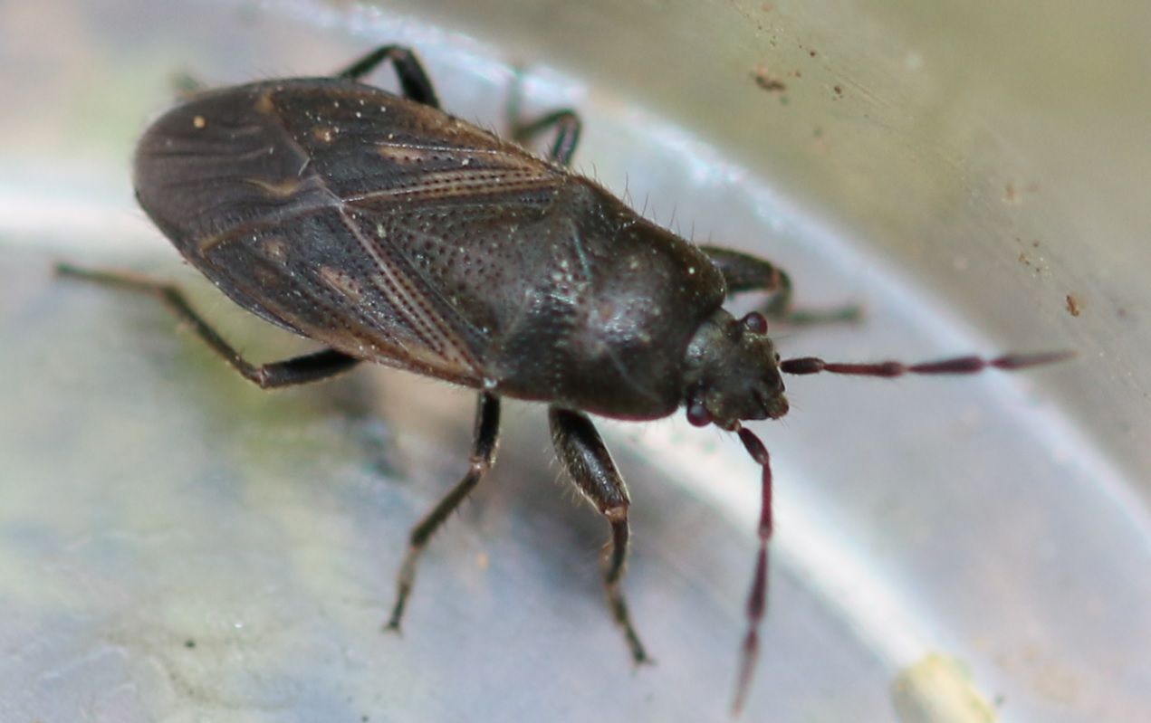 Megalonotus chiragra