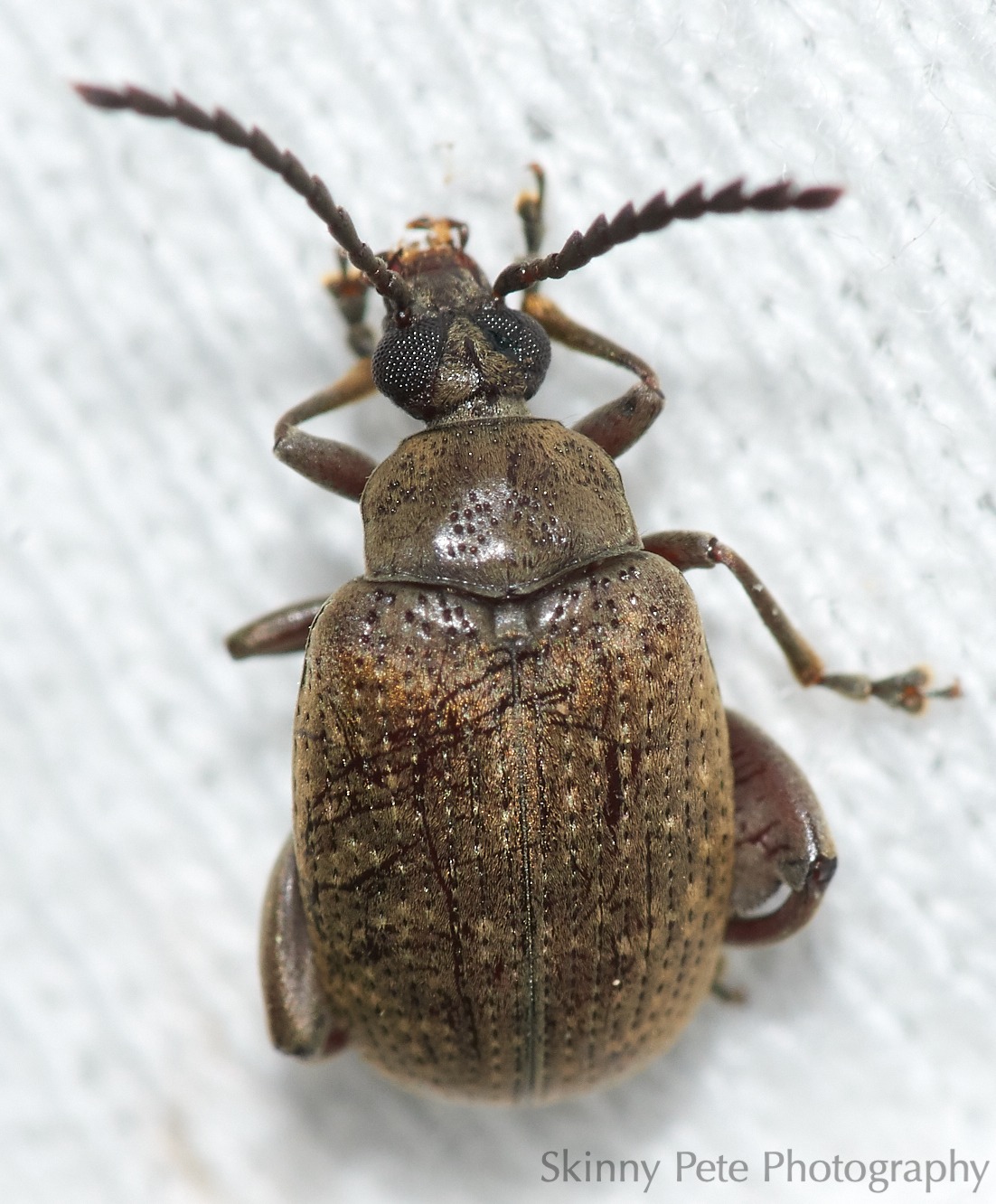 Caryobruchus gleditsiae
