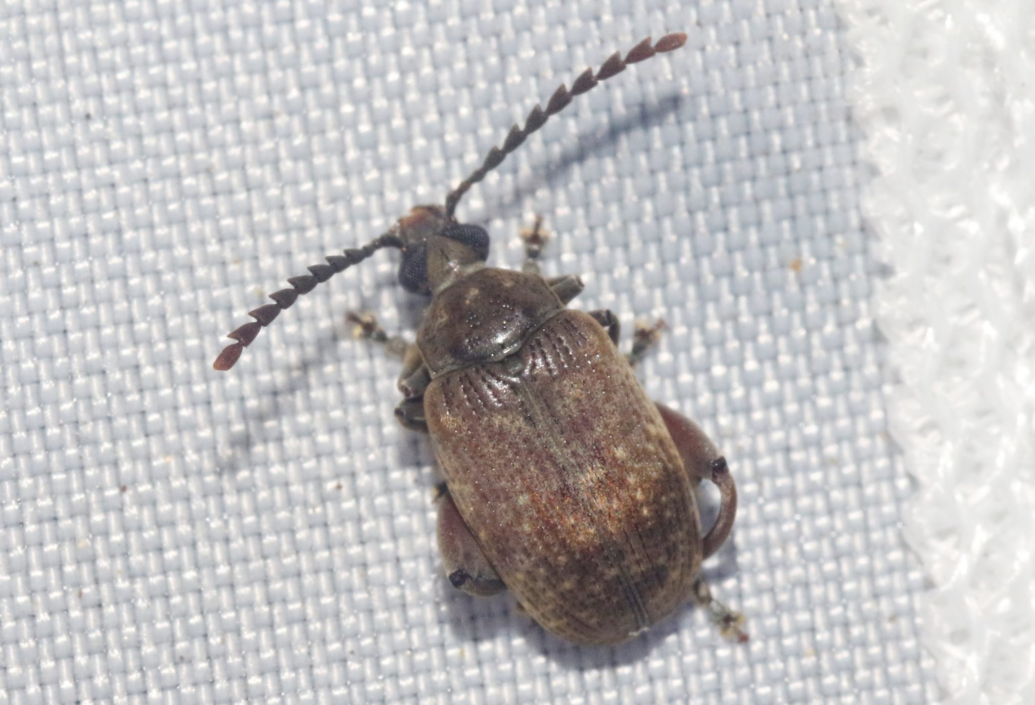 Caryobruchus gleditsiae