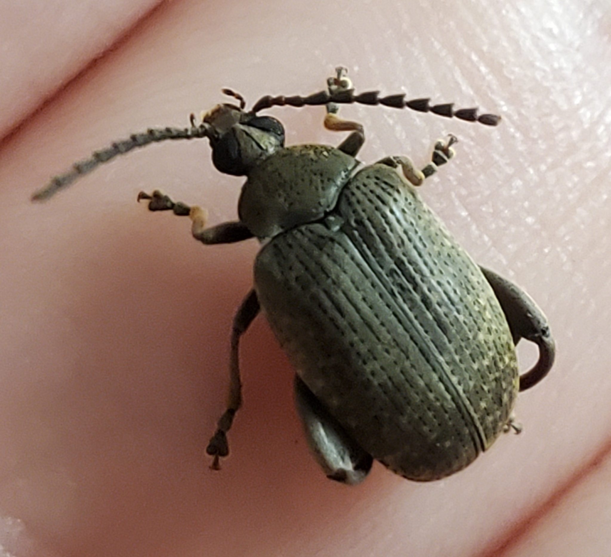 Caryobruchus gleditsiae