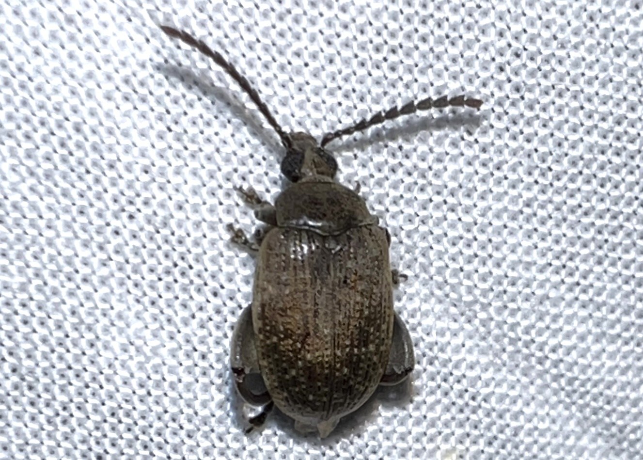 Caryobruchus gleditsiae