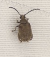 Caryobruchus gleditsiae