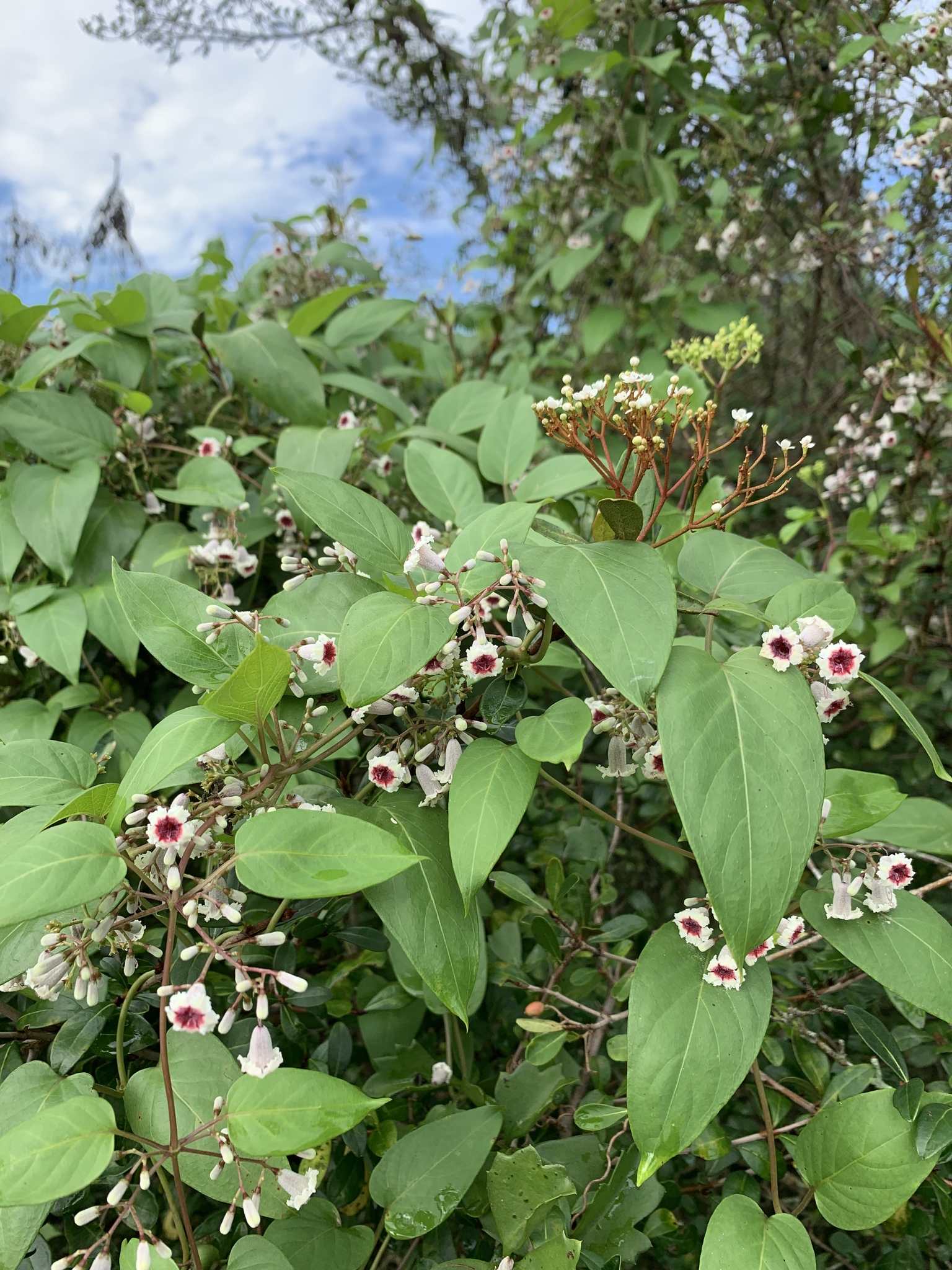 Paederia foetida