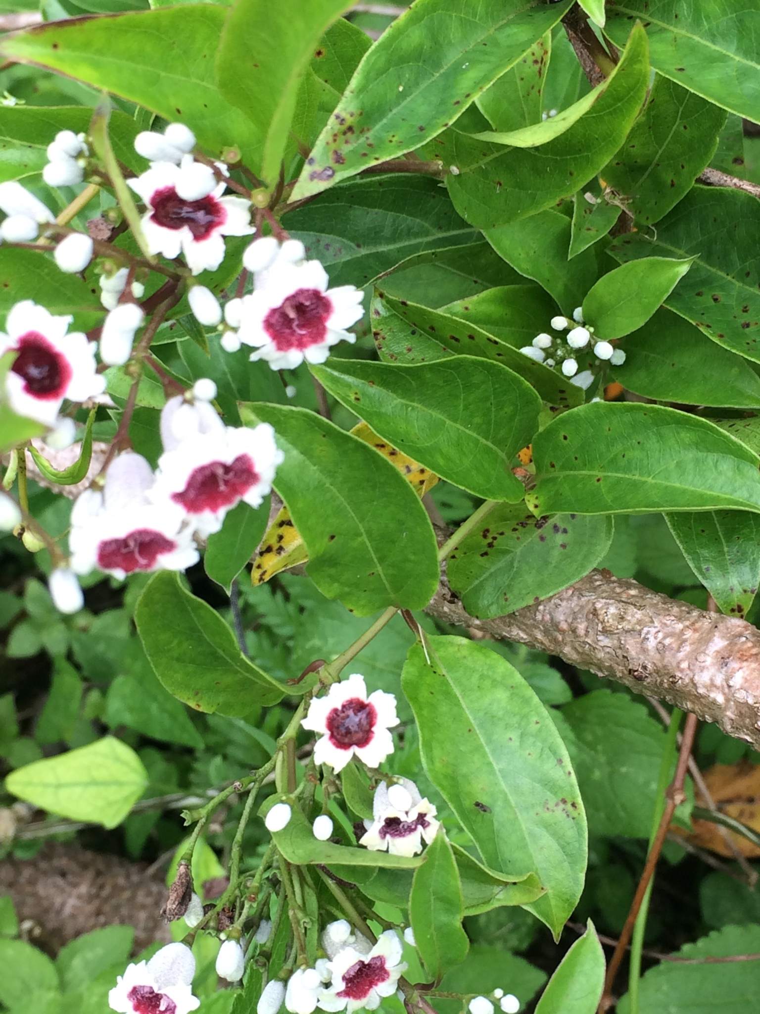 Paederia foetida