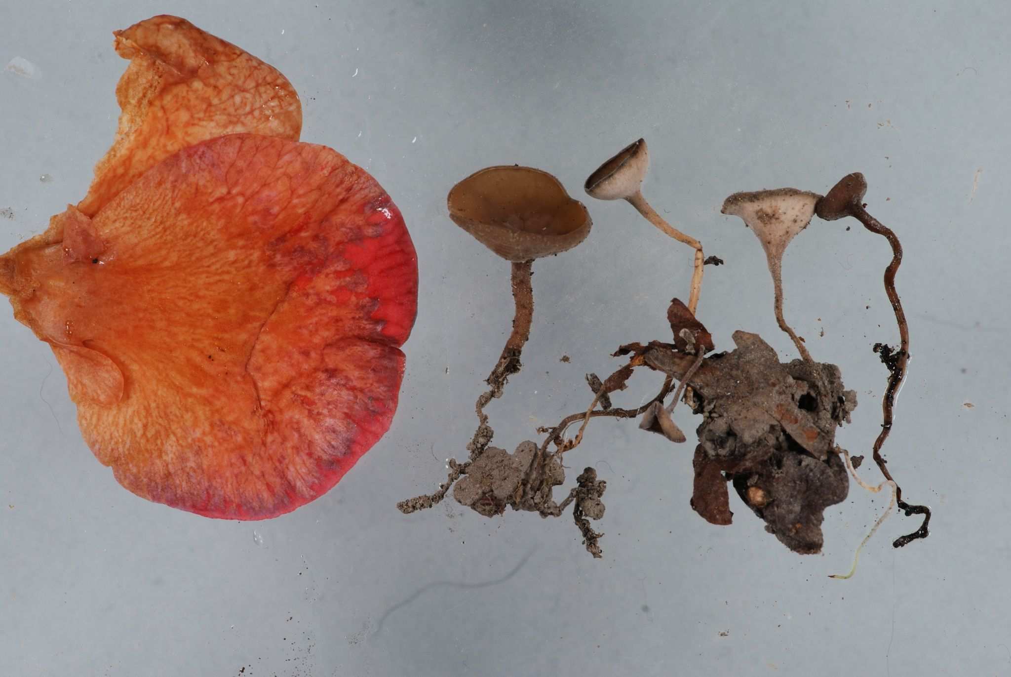 Ciborinia camelliae