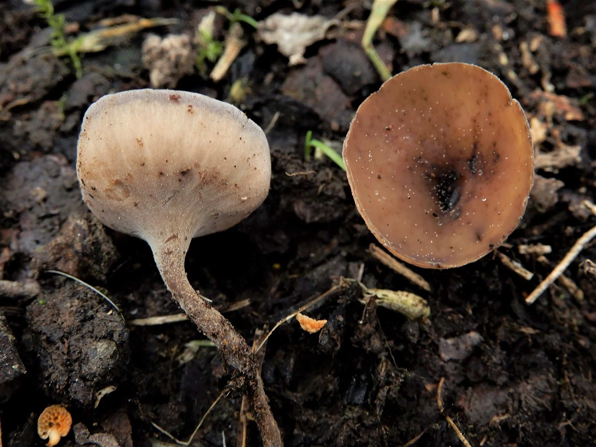Ciborinia camelliae