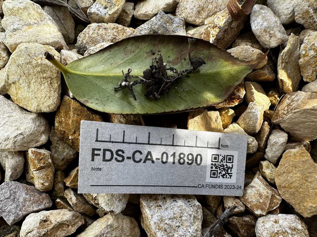 Ciborinia camelliae