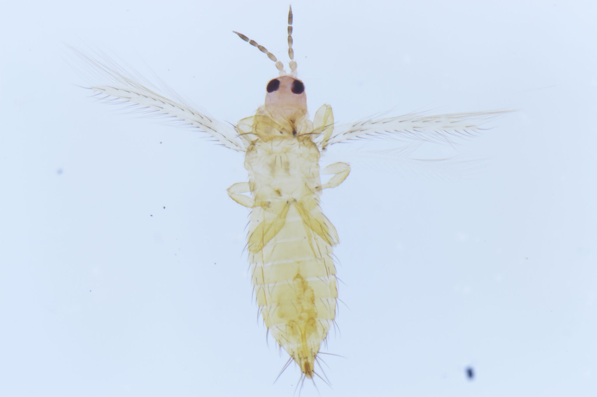 Thrips nigropilosus