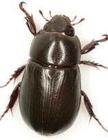 Chalepus