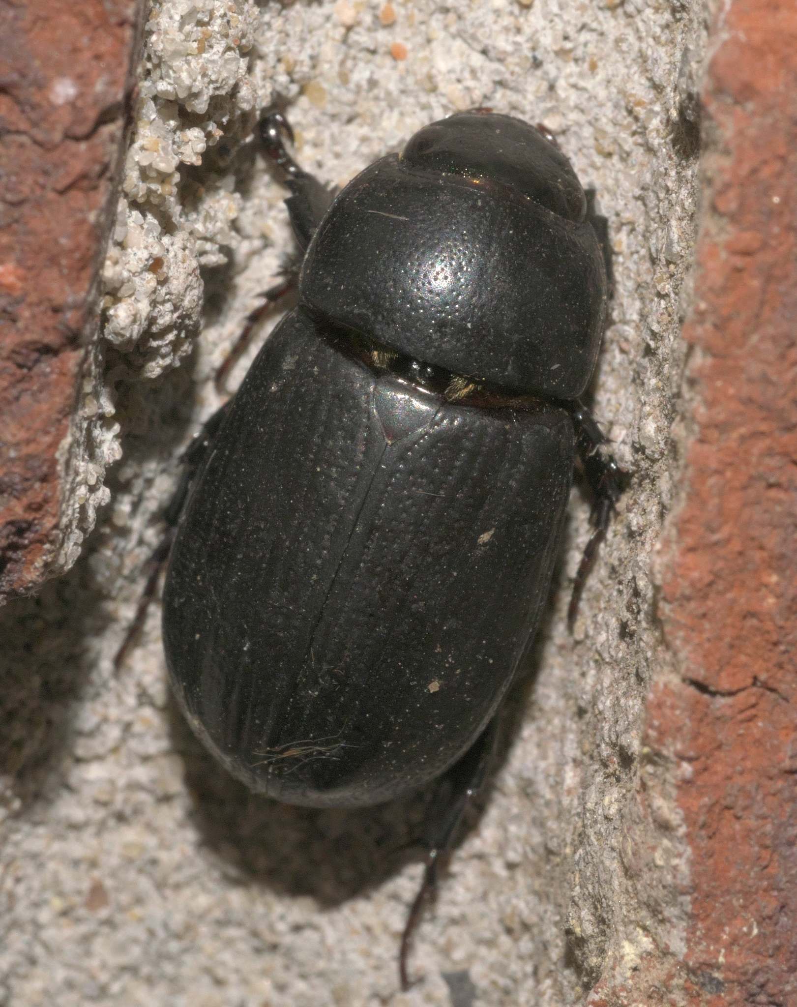 Chalepus