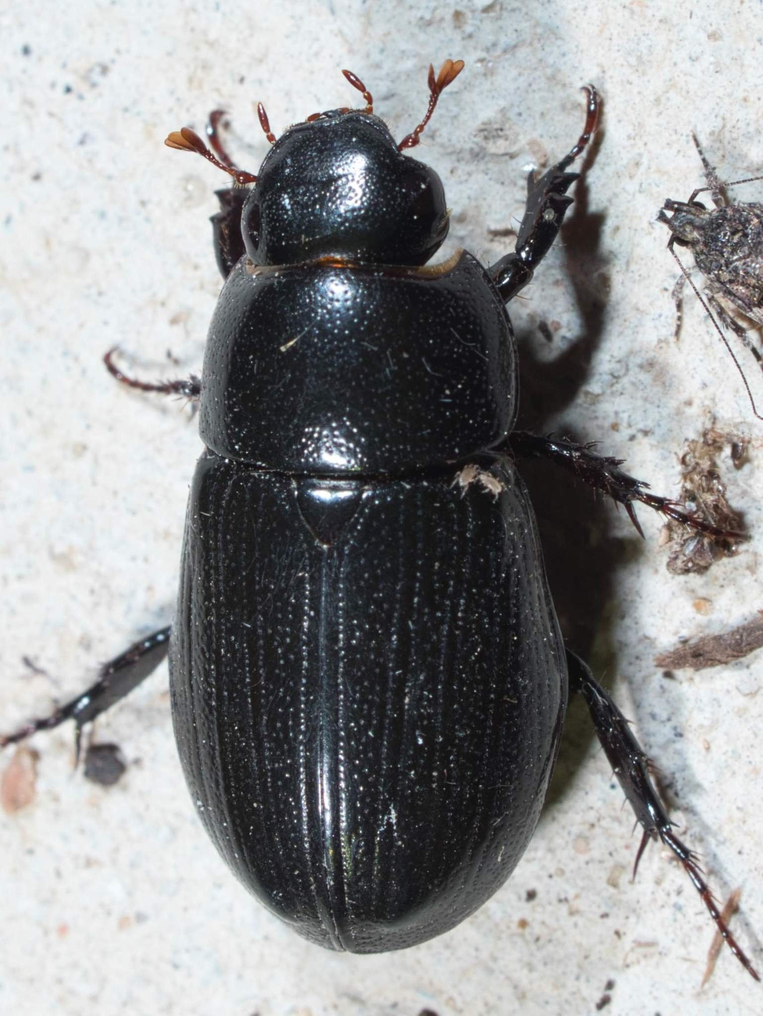 Chalepus