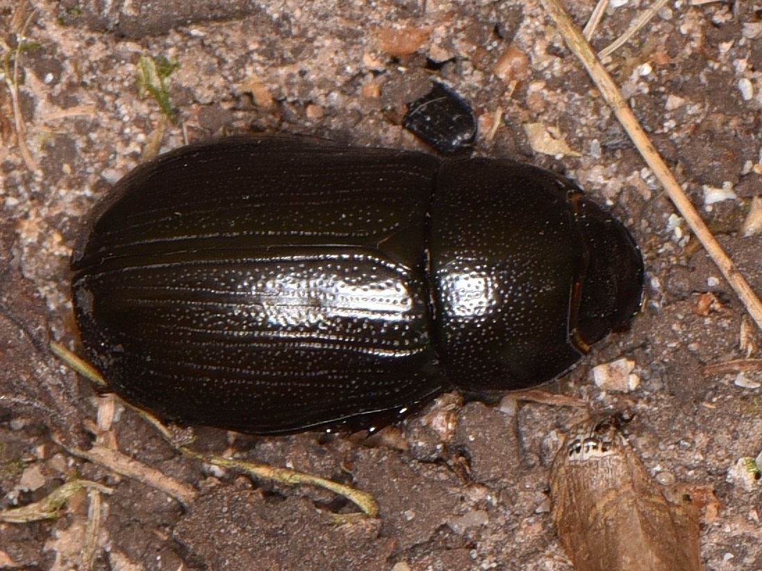 Chalepus