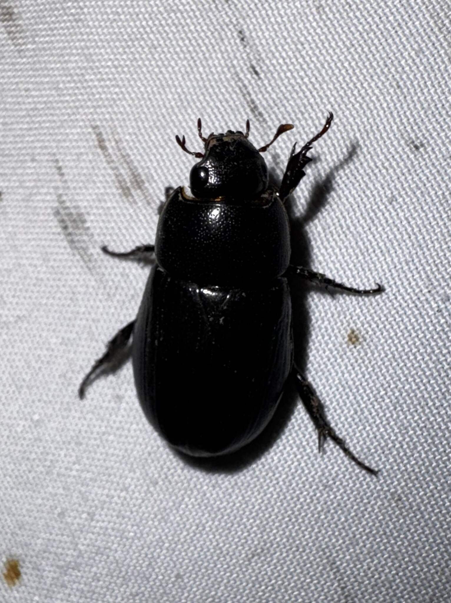 Chalepus