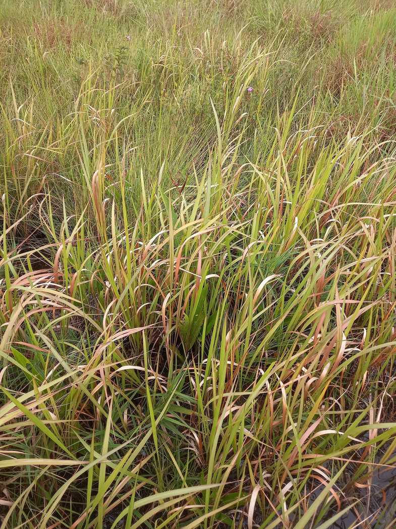 Imperata brasiliensis