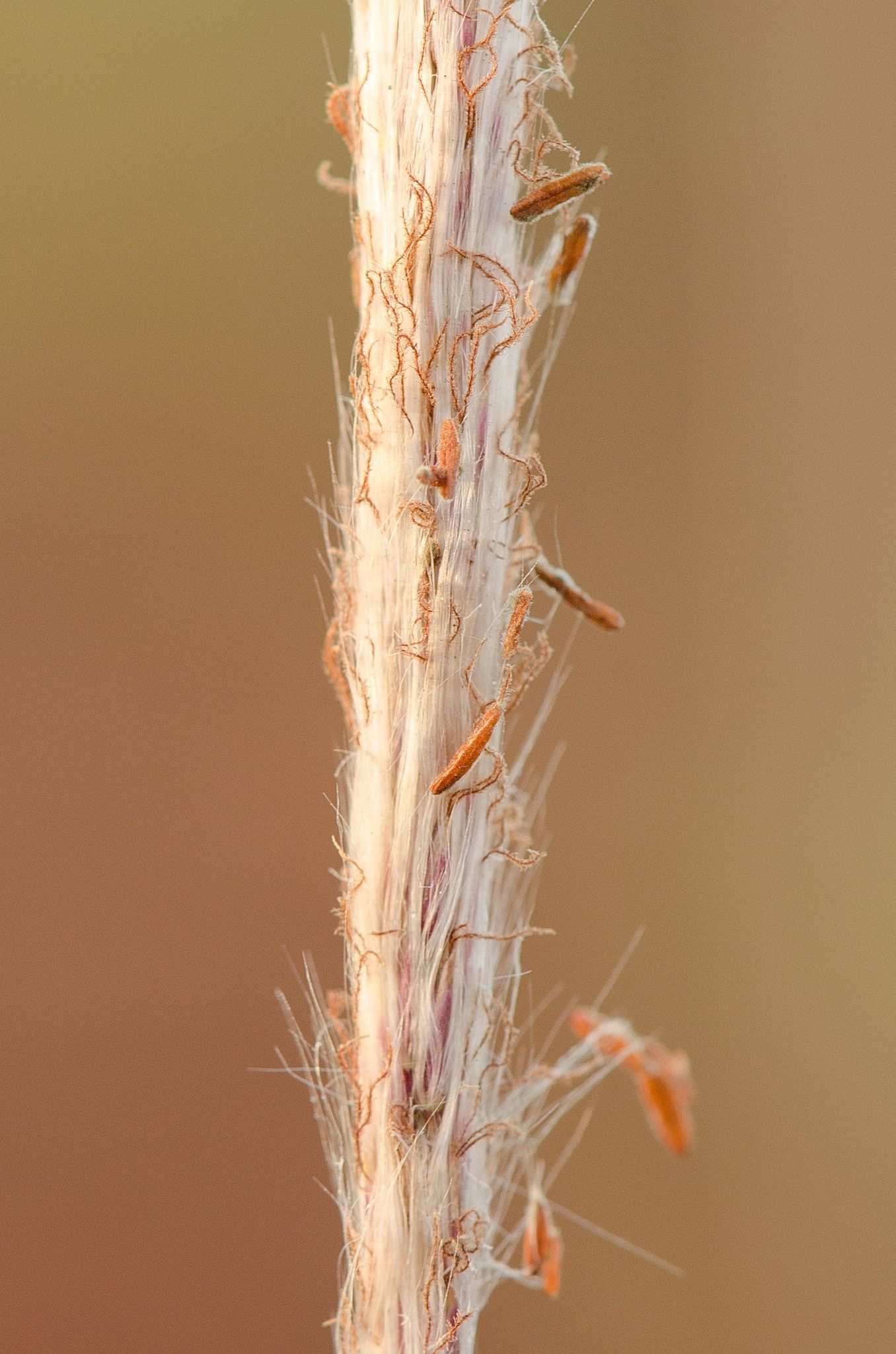 Imperata brasiliensis