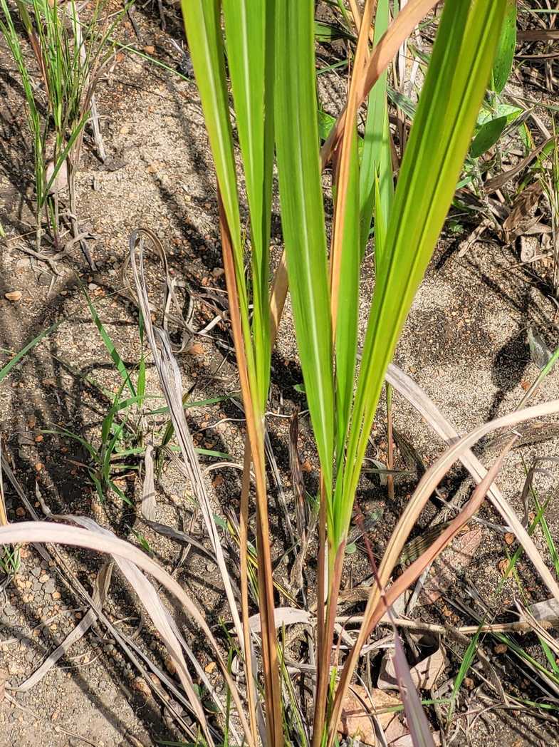 Imperata brasiliensis