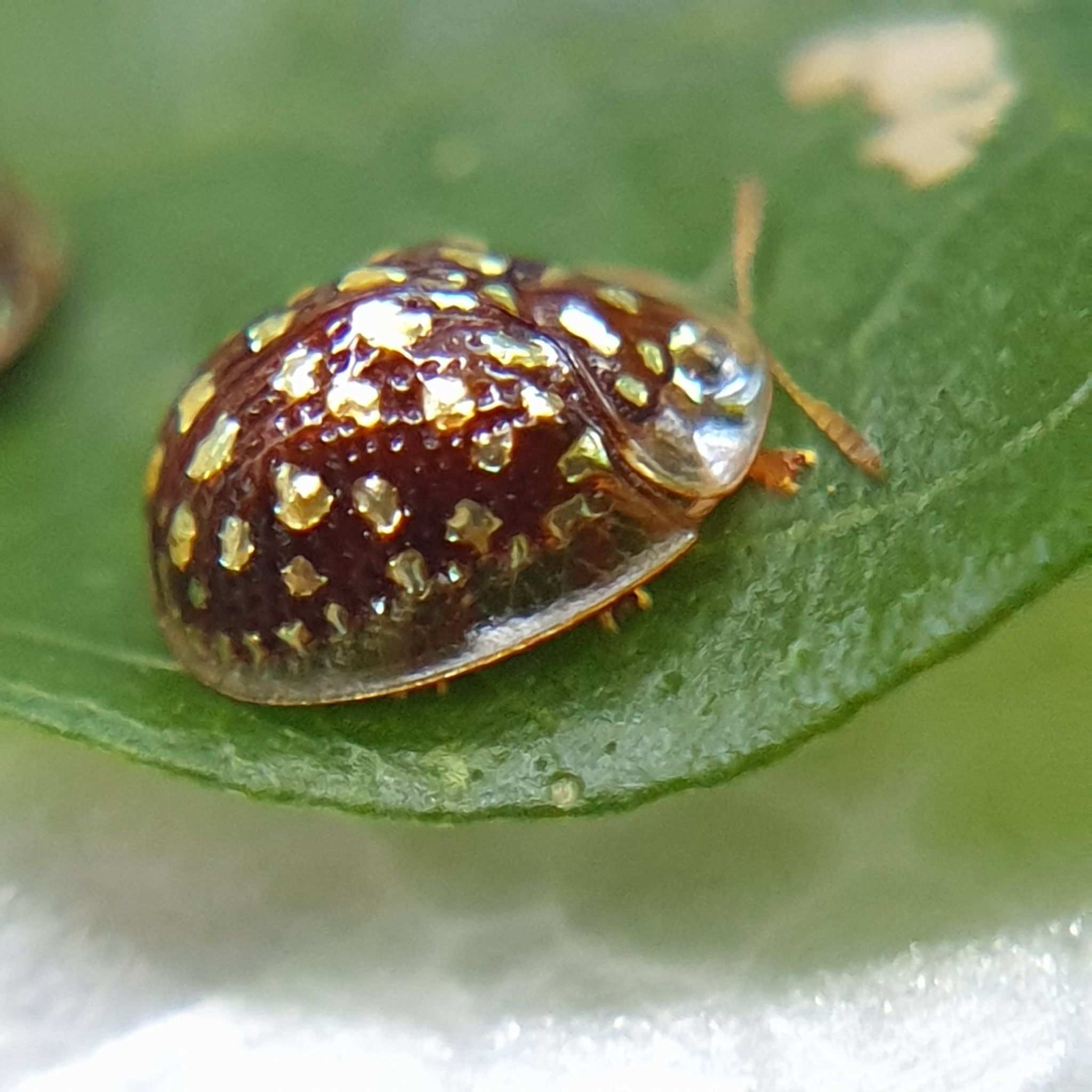 Charidotis