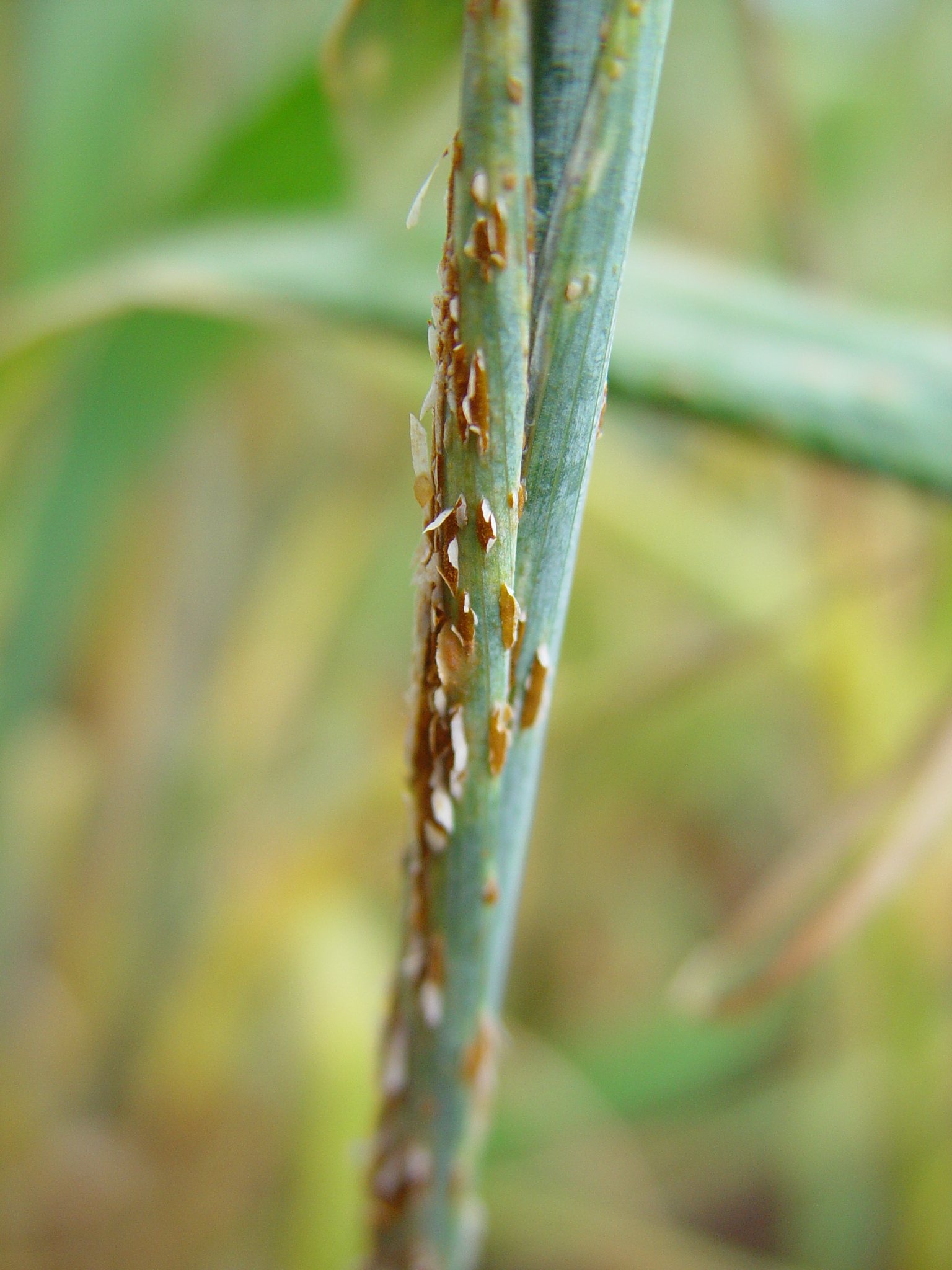 Puccinia graminis