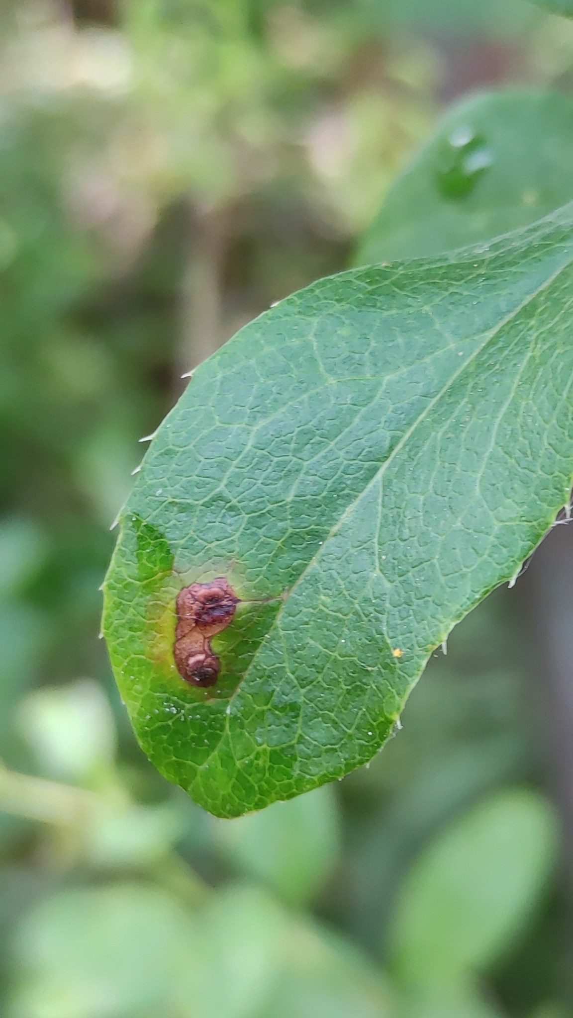 Puccinia graminis