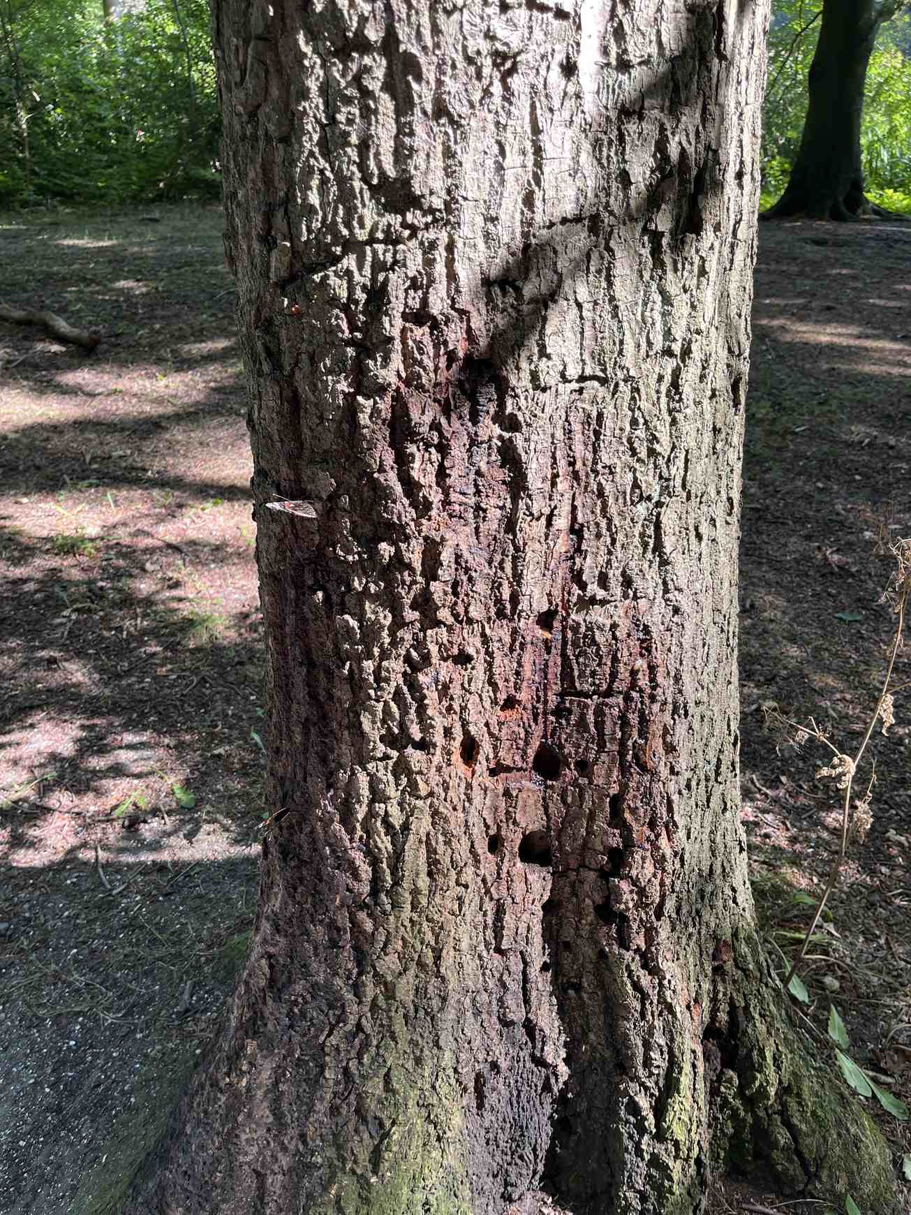 Phytophthora kernoviae
