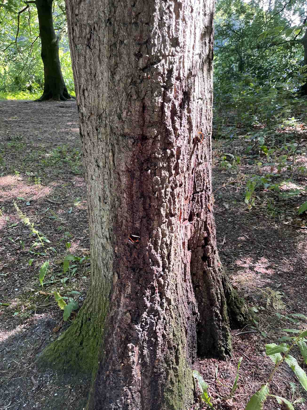 Phytophthora kernoviae