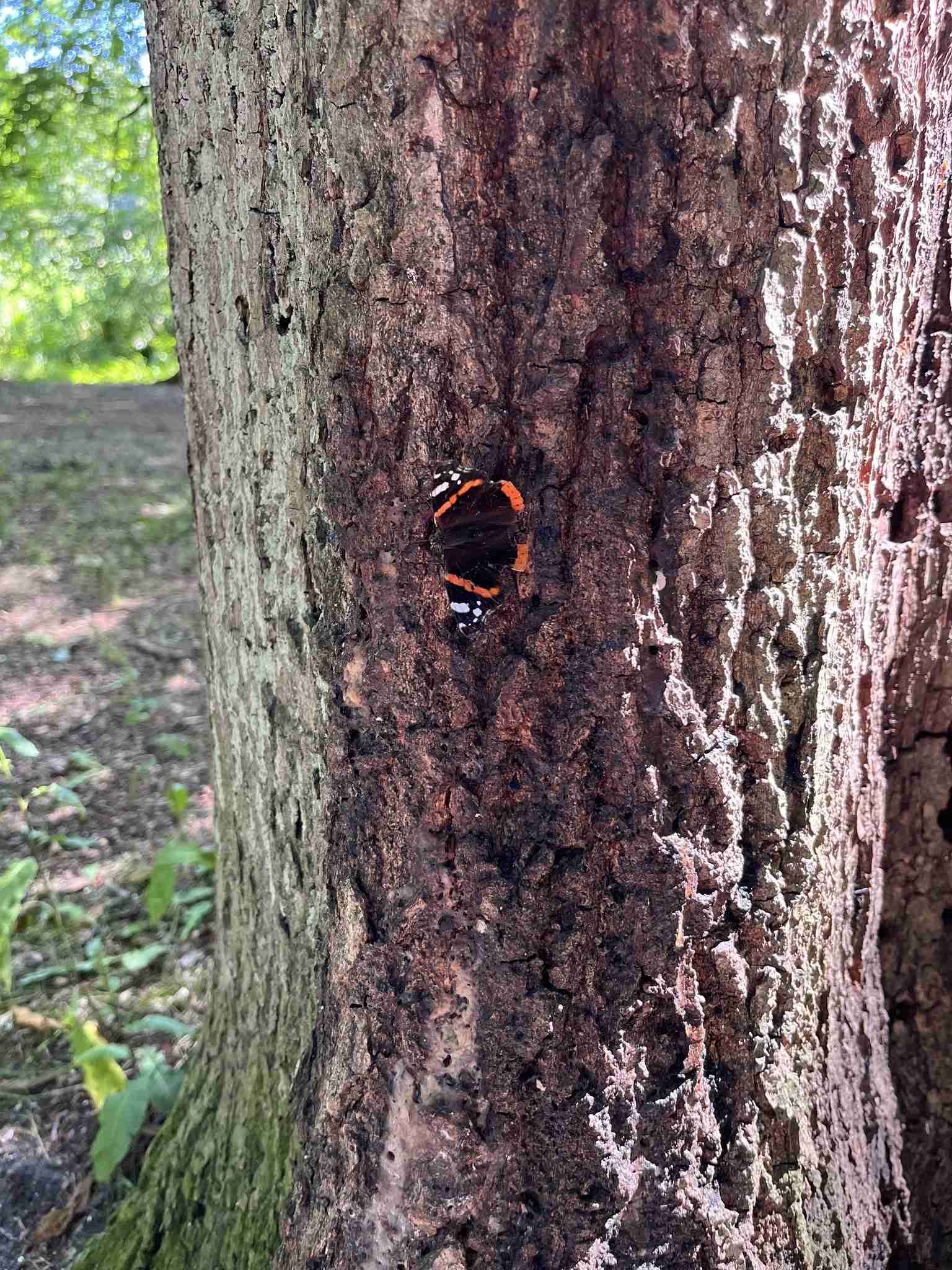 Phytophthora kernoviae