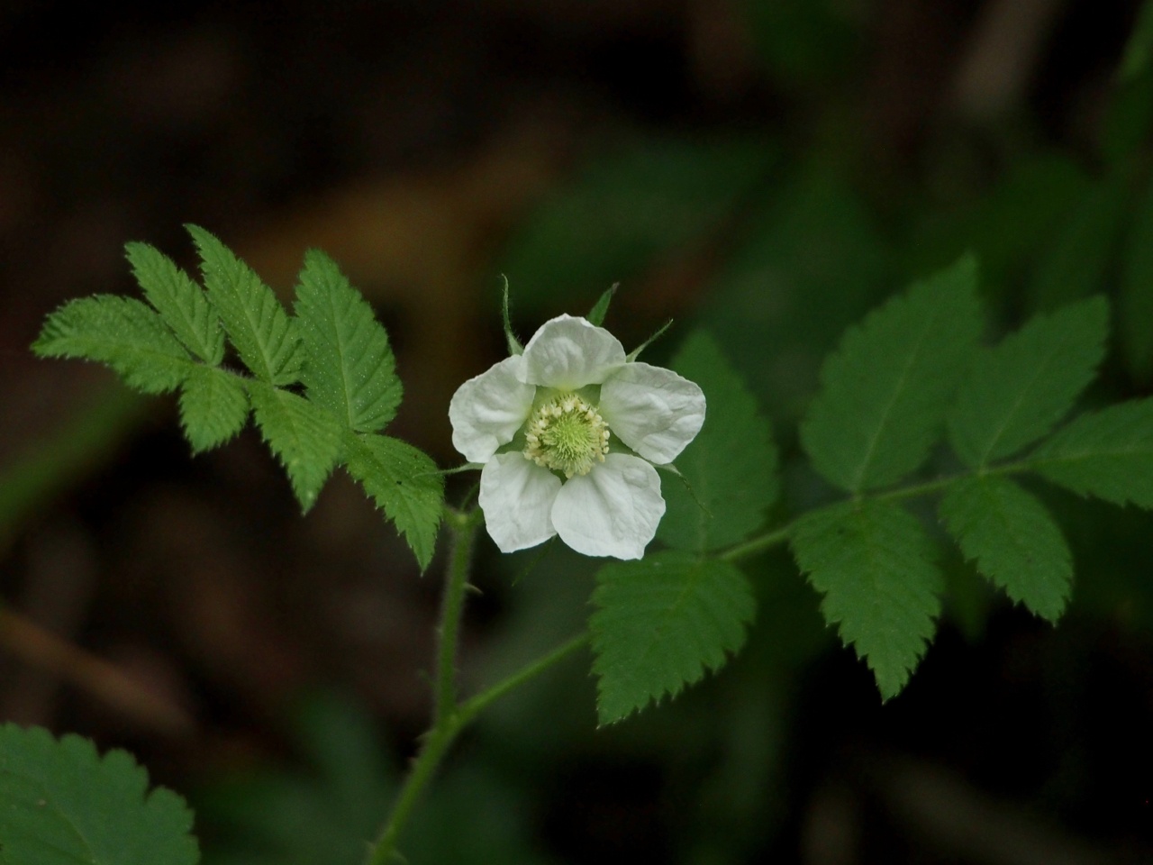 Rubus rosifolius