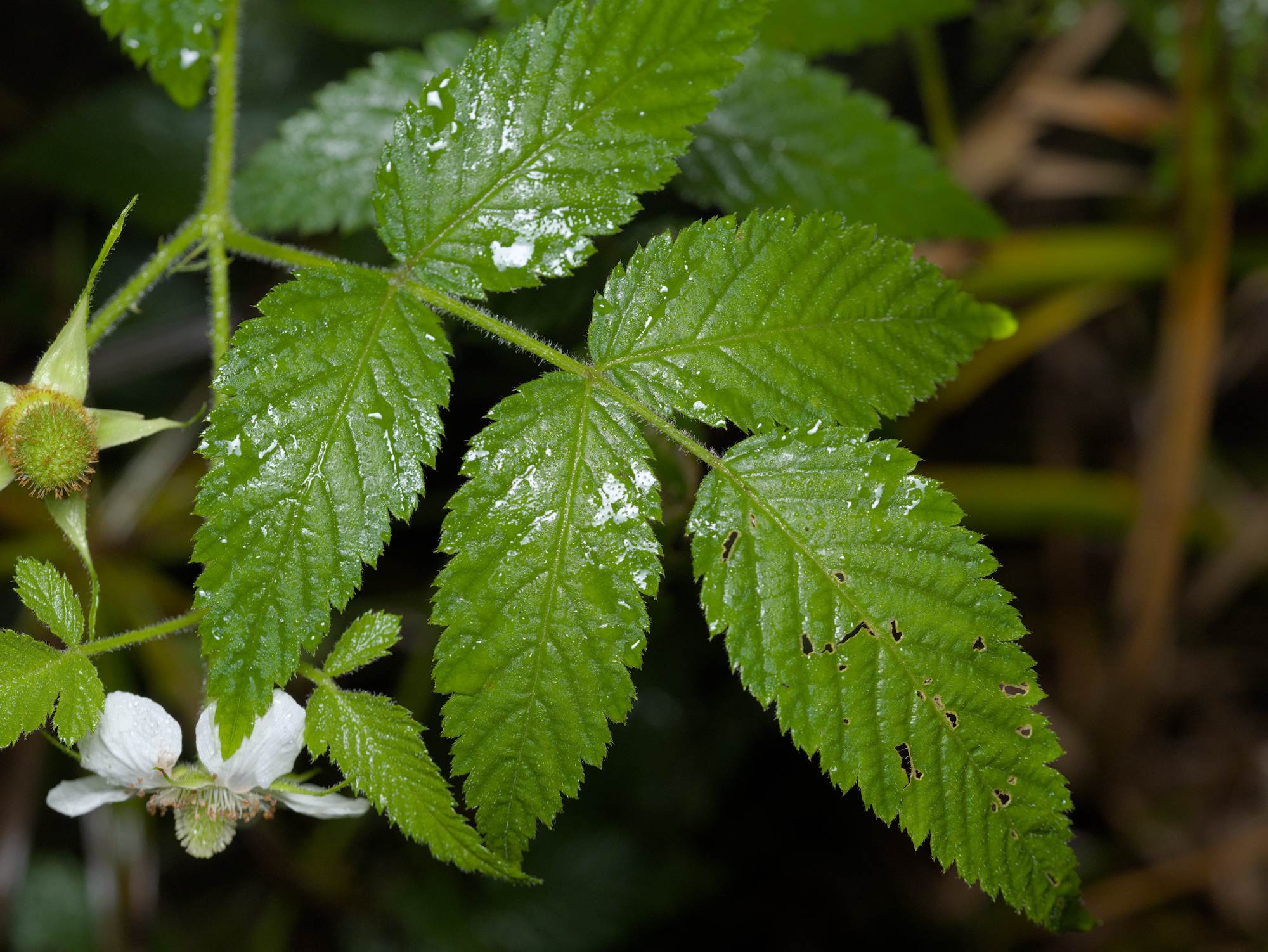 Rubus rosifolius